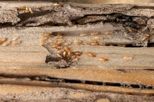 Best Wildlife Control Services  in Sunbury, OH