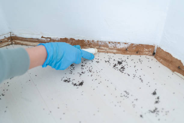 Best Cockroach Control Services  in Sunbury, OH